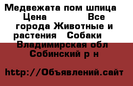 Медвежата пом шпица › Цена ­ 40 000 - Все города Животные и растения » Собаки   . Владимирская обл.,Собинский р-н